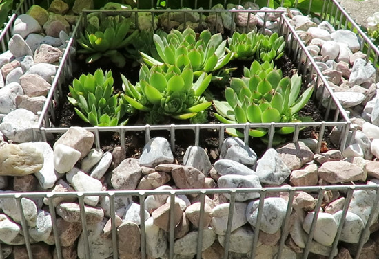 gabion_virag