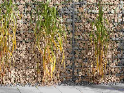 Landscaping - Garden - China Reed in Front of Gabion Wall